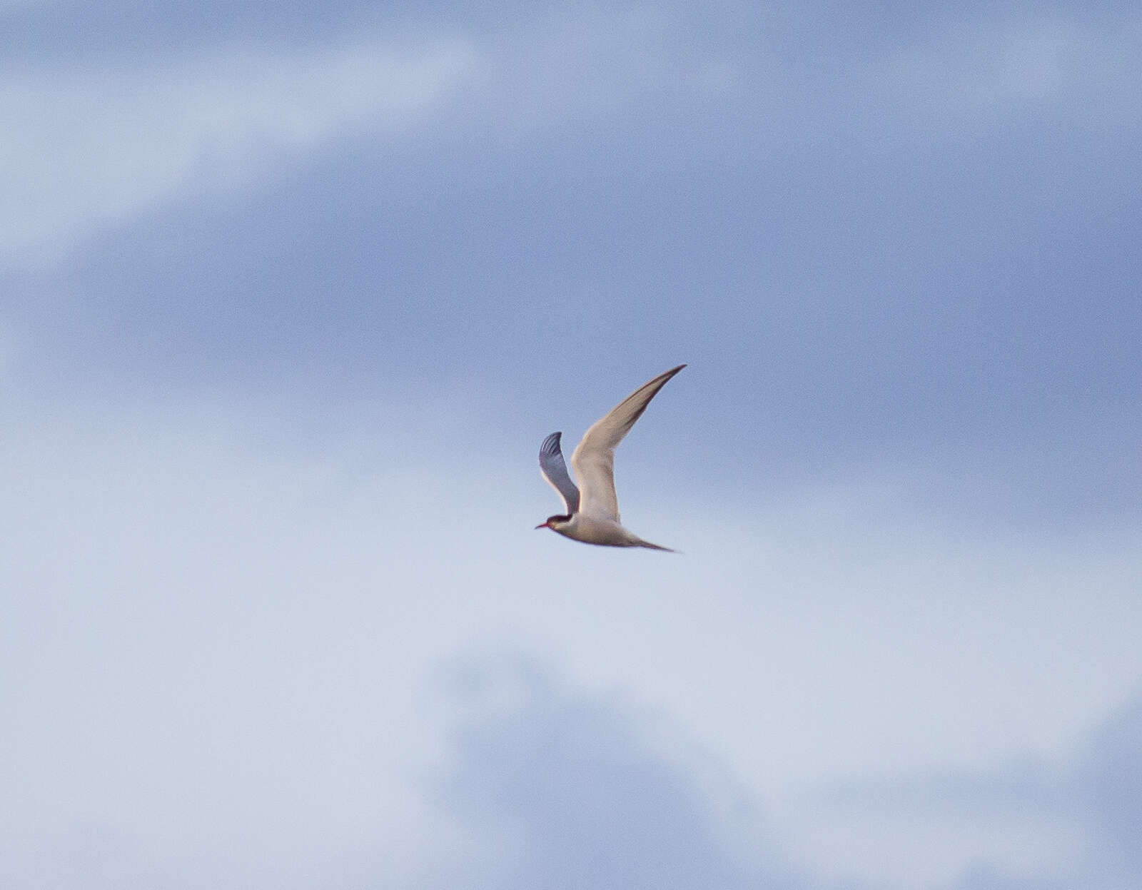 Image of Common Tern