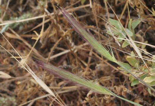 Image of California barley