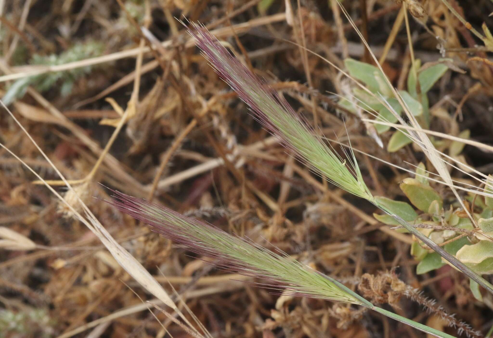 صورة Hordeum californicum Covas & Stebbins