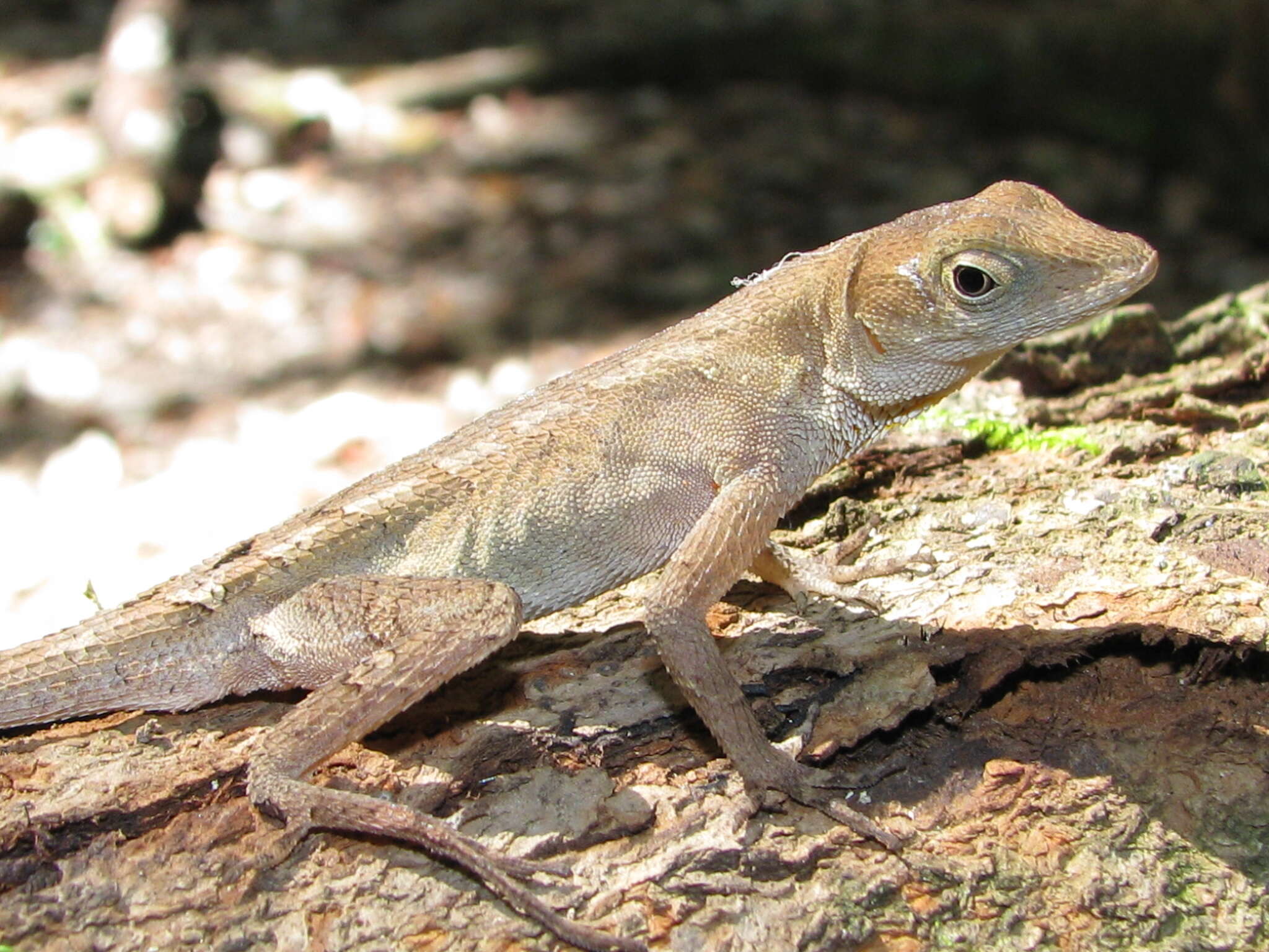 Plancia ëd Anolis tropidonotus Peters 1863