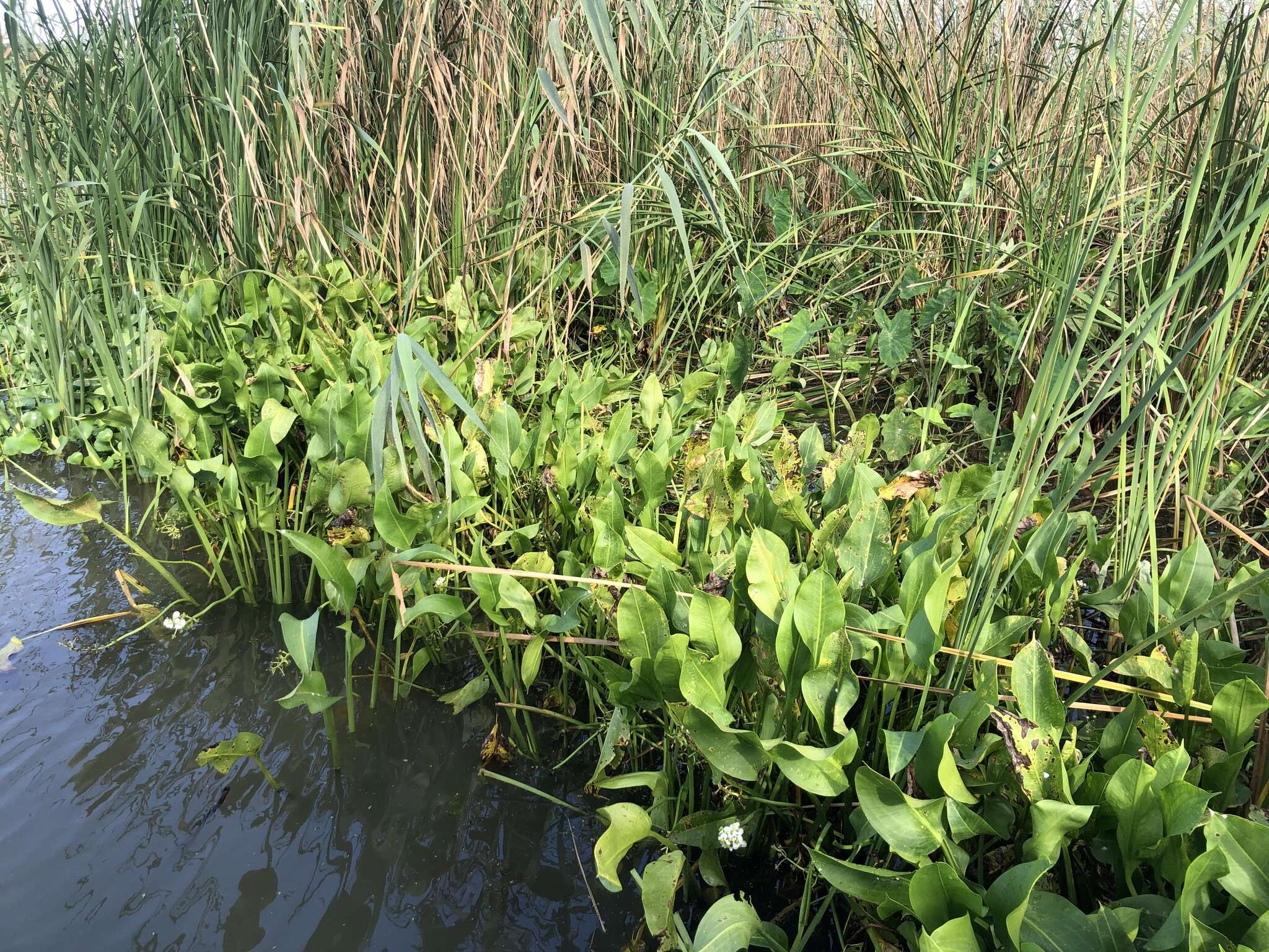 Sivun Sagittaria platyphylla (Engelm.) J. G. Sm. kuva