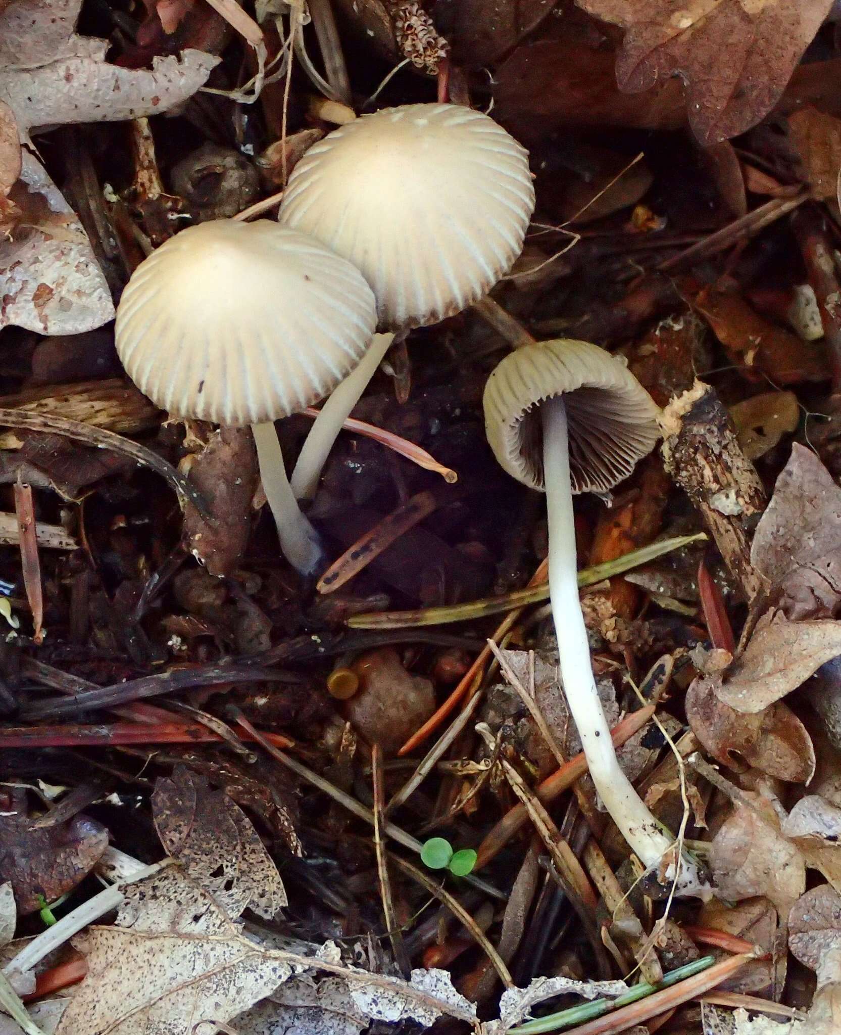 Coprinellus impatiens (Fr.) J. E. Lange 1938 resmi