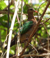 Image of Common Emerald Dove