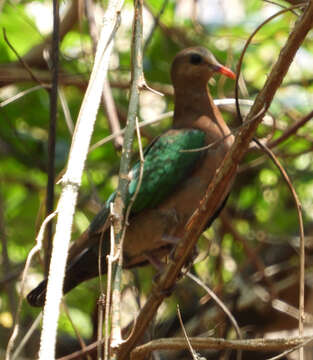 Image of Common Emerald Dove