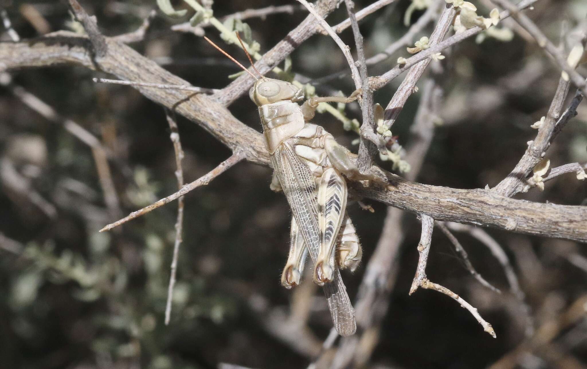 Слика од Aeoloplides californicus (Scudder & S. H. 1897)