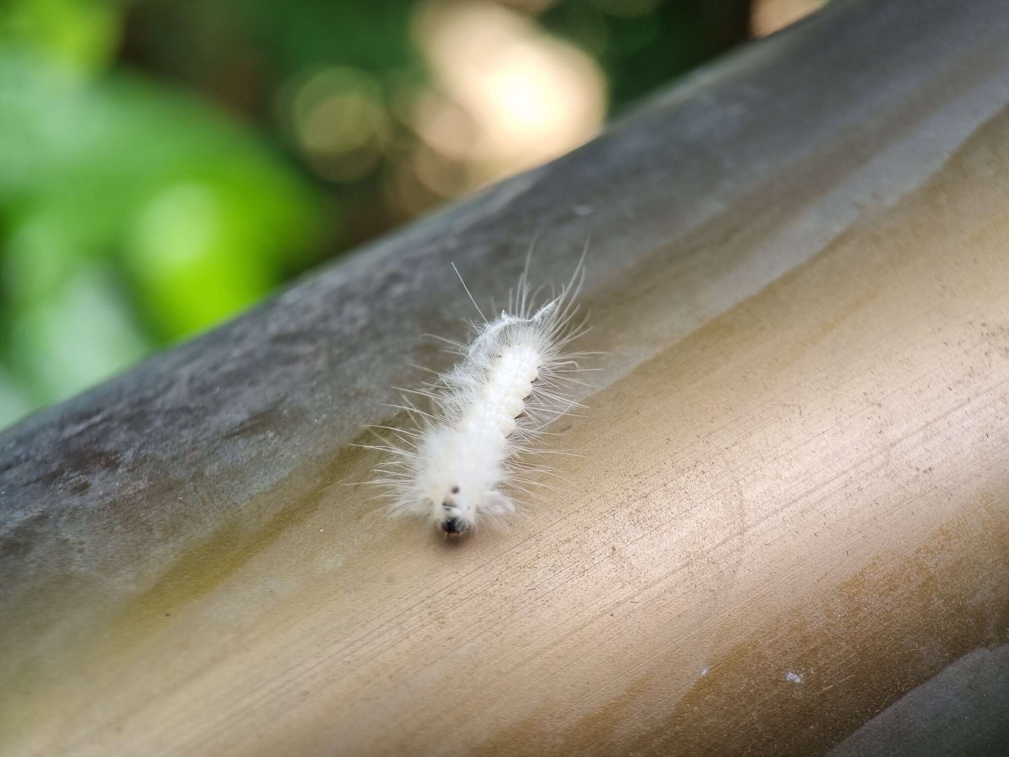 Image of Sarbena lignifera