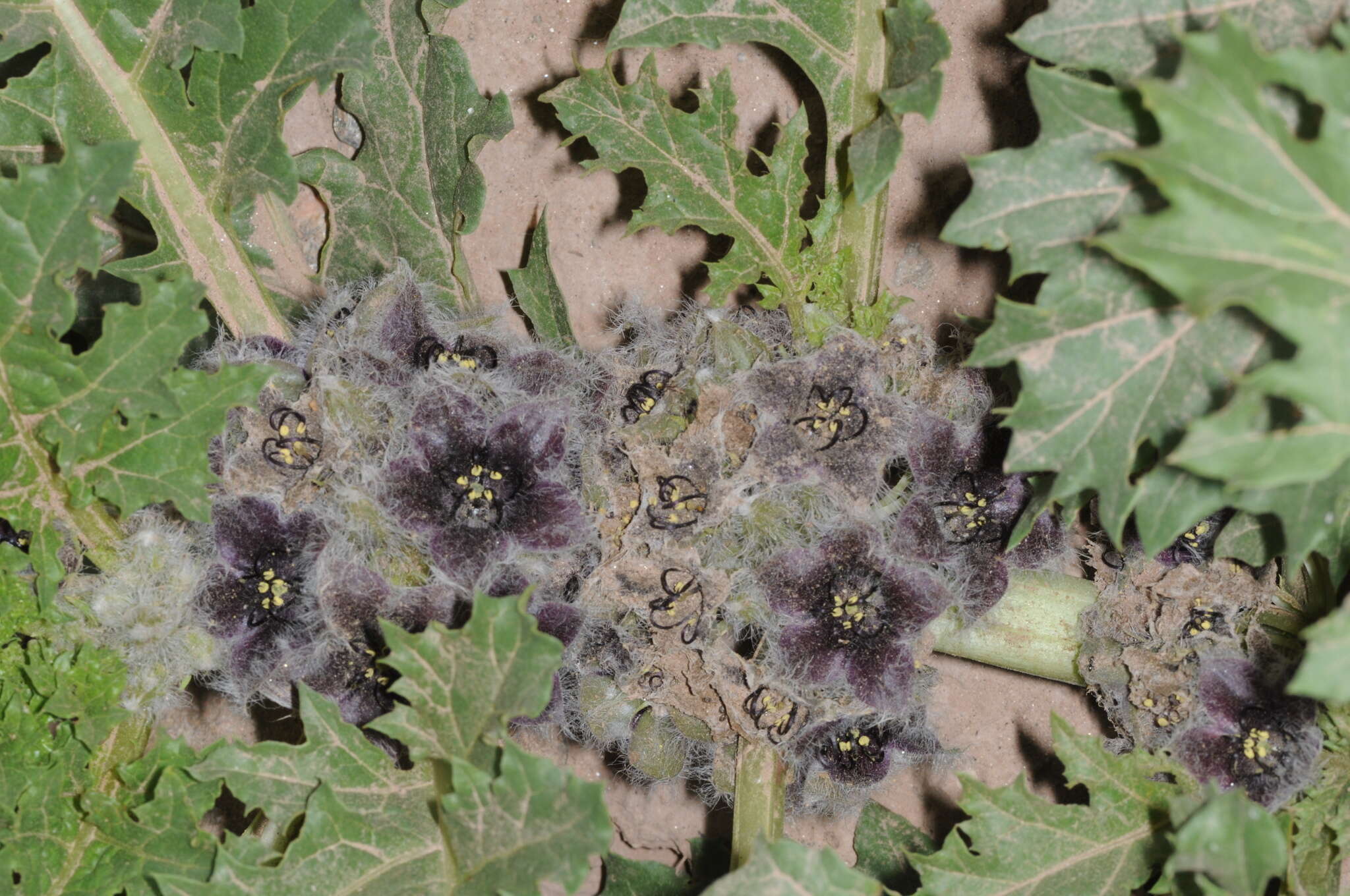 Image of Jaborosa rotacea (Lillo) A. T. Hunziker & G. Barboza