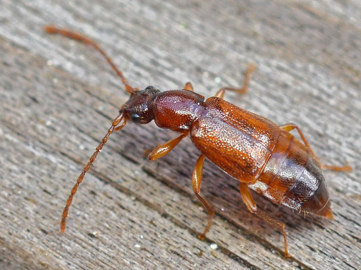 Image of Anthophagus (Phaganthus) caraboides (Linnaeus 1758)