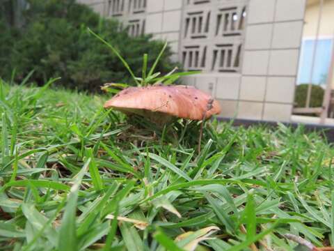 Image of Tricholoma fracticum (Britzelm.) Kreisel 1984