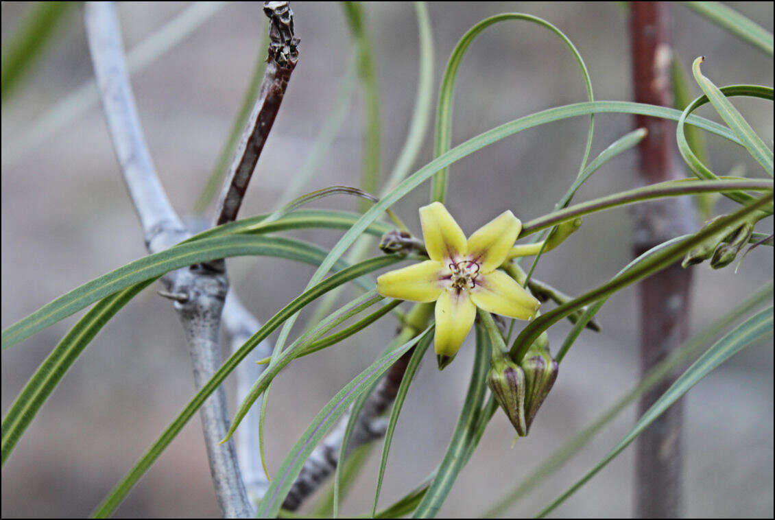 Ischnolepis graminifolia (Costantin & Gallaud) J. Klack.的圖片