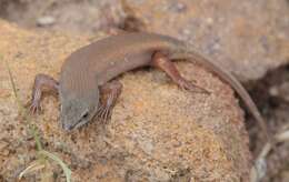 Image of Bronze Rock Skink