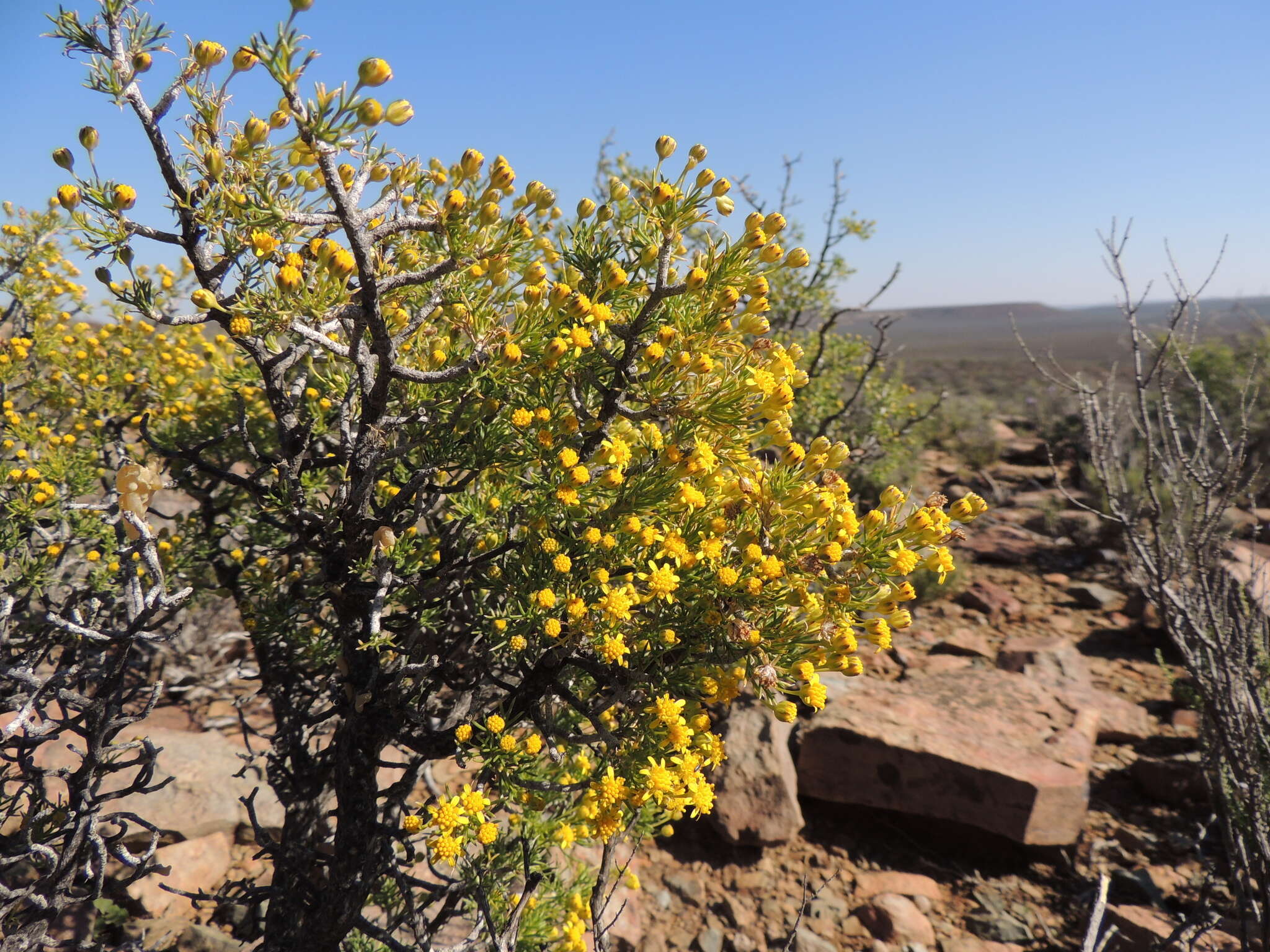 Imagem de Euryops nodosus B. Nordenst.