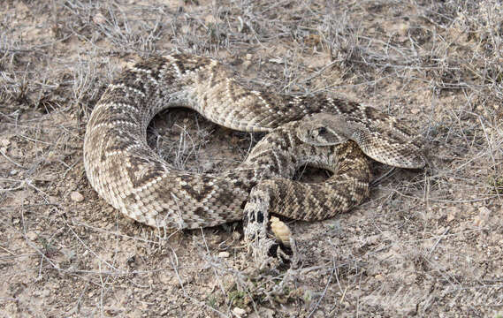 Image of Western Diamond-backed Rattlesnake