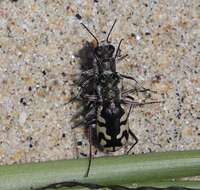 Image of Cicindela (Cicindela) latesignata Le Conte 1851