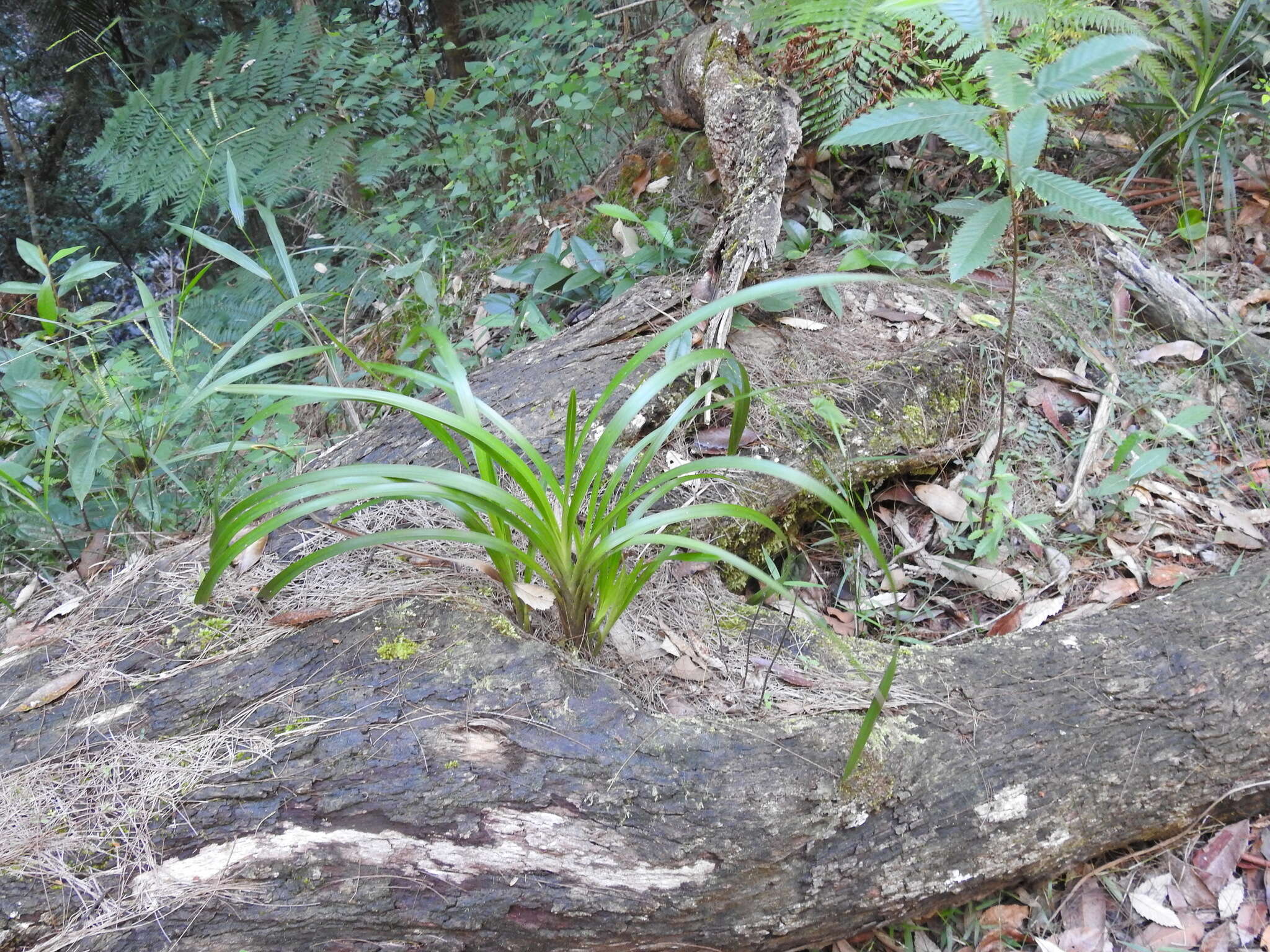 Image of Snake orchid