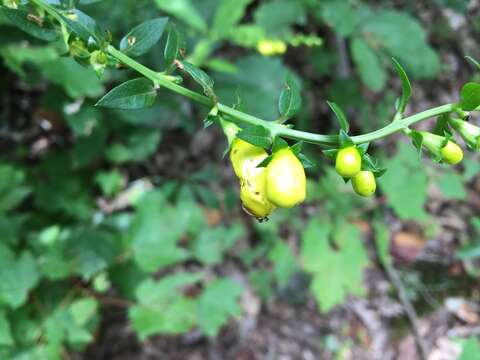 Image of downy yellow false foxglove