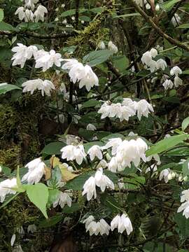 Image of Deutzia taiwanensis (Maxim.) C. K. Schneid.