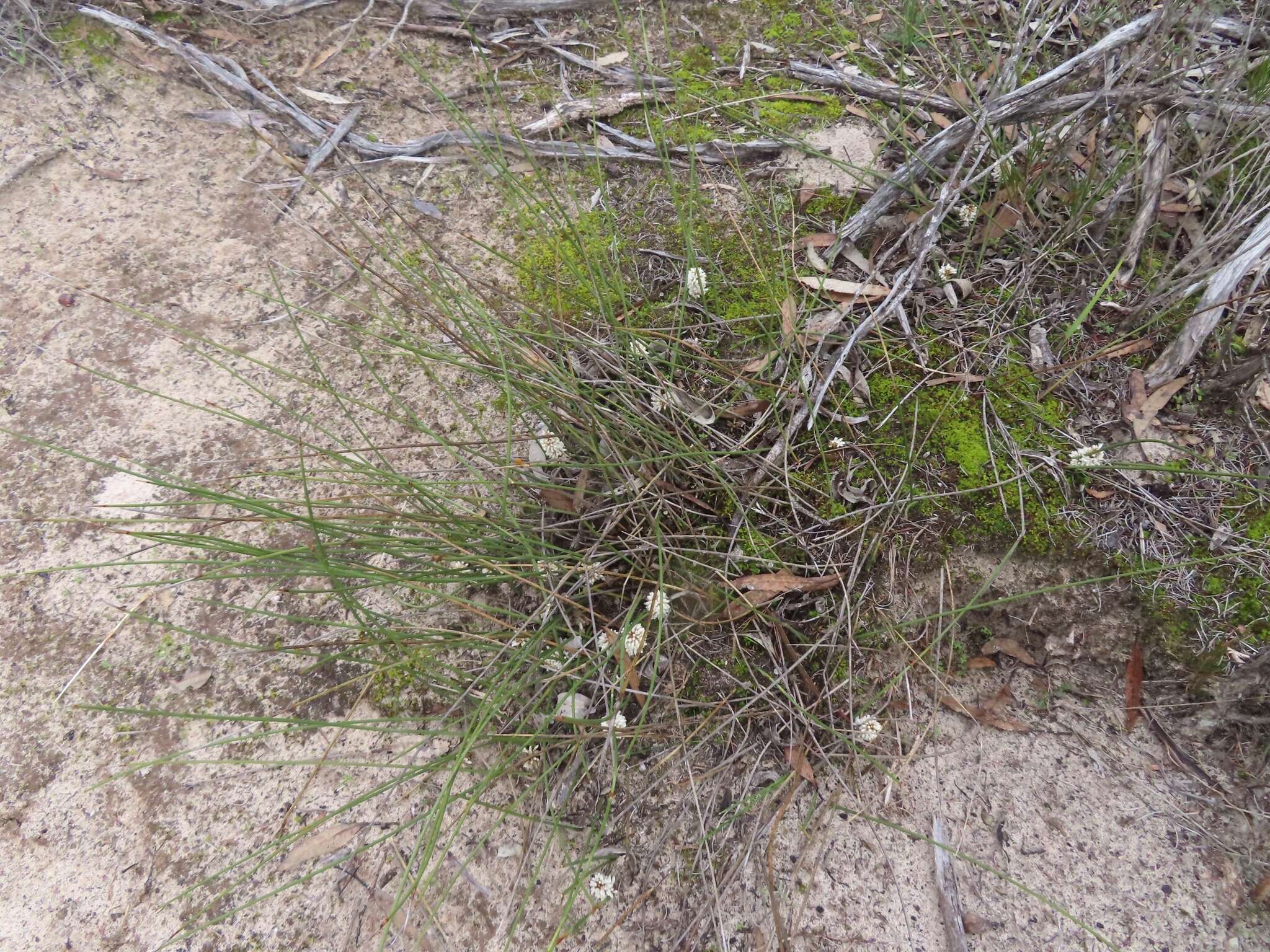 Image de Lomandra juncea (F. Muell.) Ewart