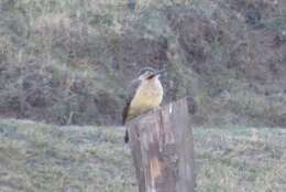 Image of Andean Flicker