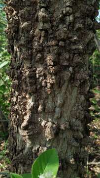 Plancia ëd Anadenanthera colubrina var. cebil (Griseb.) Altschul