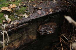 Image of Ganoderma australe (Fr.) Pat.