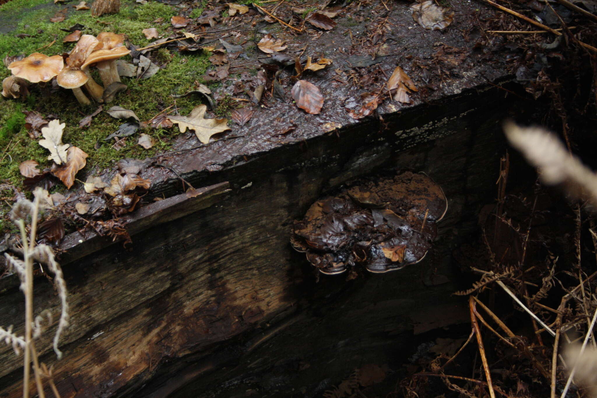 Image of Ganoderma australe (Fr.) Pat.