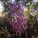 Image of Laelia halbingeriana Salazar & Soto Arenas