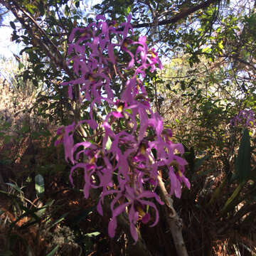 Image of Laelia halbingeriana Salazar & Soto Arenas