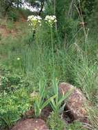 Слика од Ornithogalum saundersiae Baker