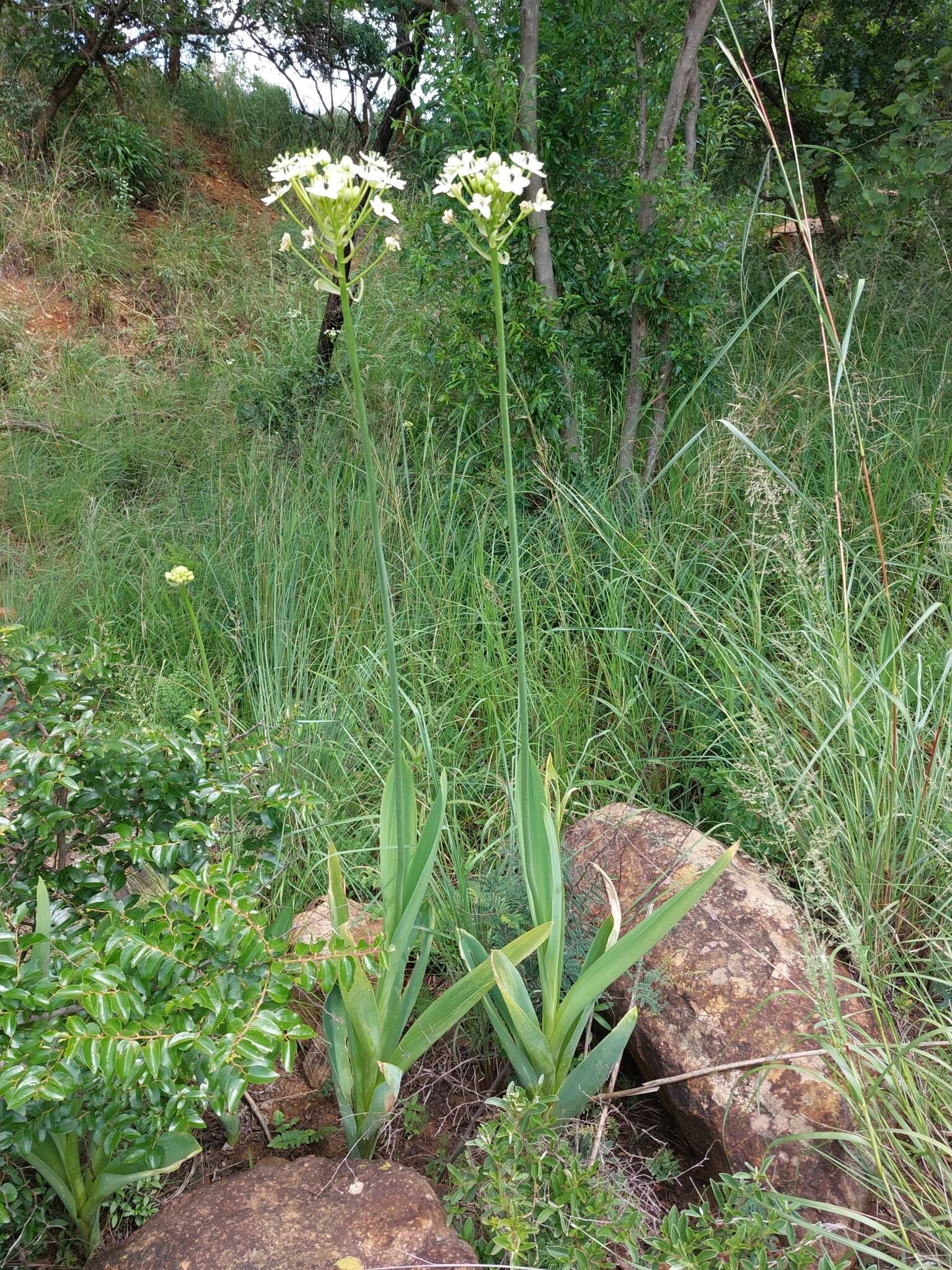 Слика од Ornithogalum saundersiae Baker