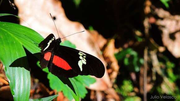 Image of Heliconius hortense Guérin-Ménéville (1829)