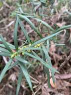 Image of Podocarpus spinulosus (Sm.) R. Br. ex Mirb.