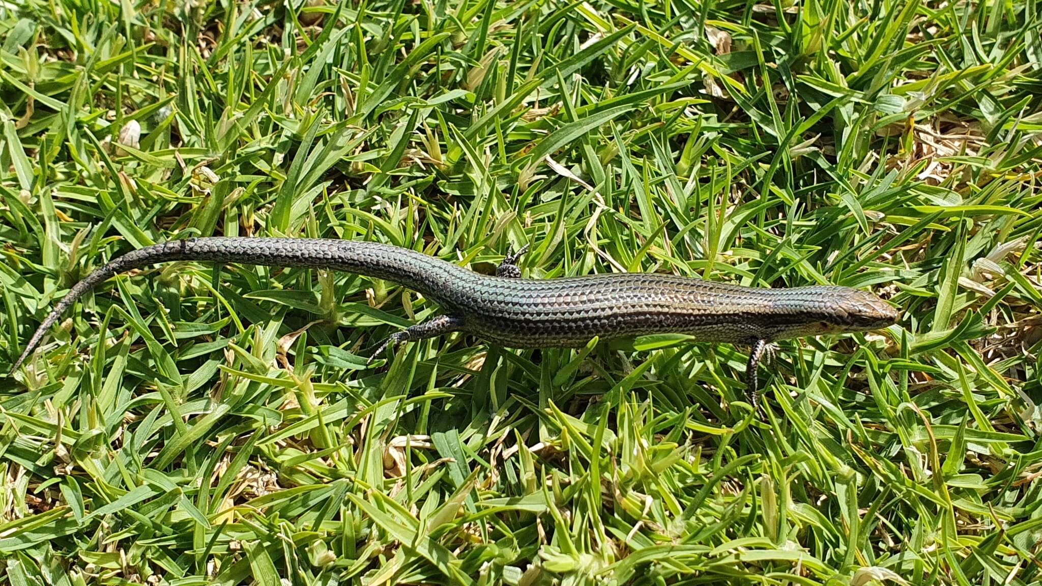 Image of South-western Cool-skink