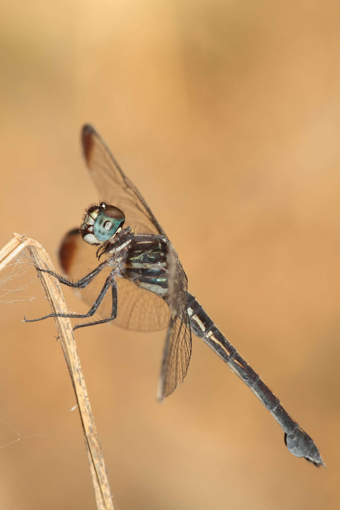 Image of Gray-waisted Skimmer