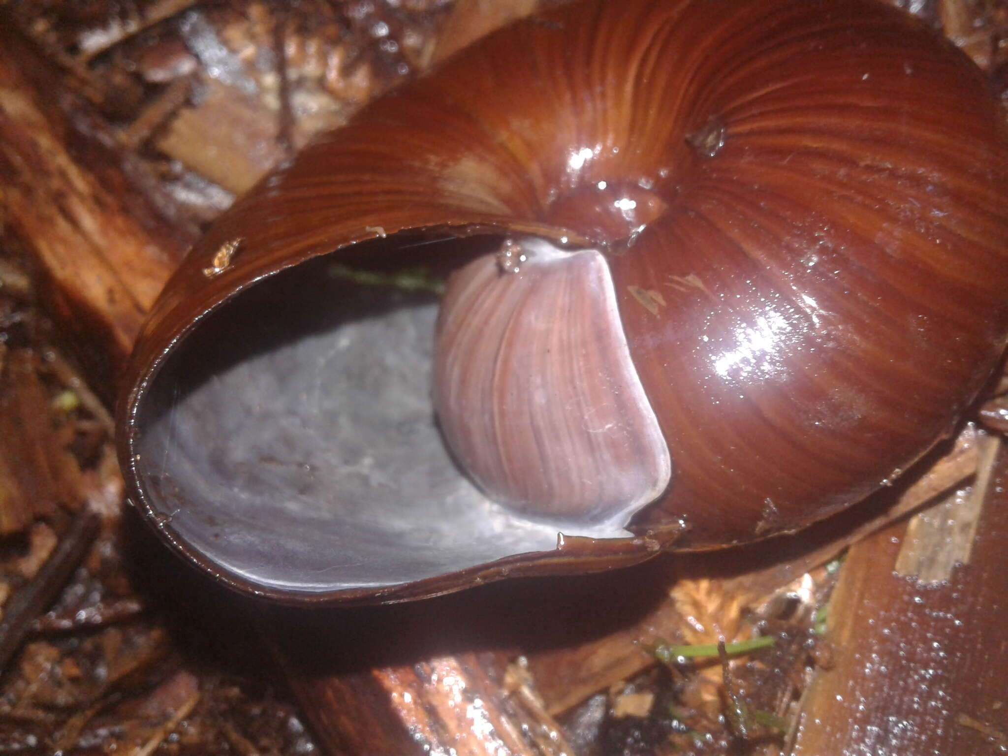 Image of Powelliphanta superba (Powell 1930)