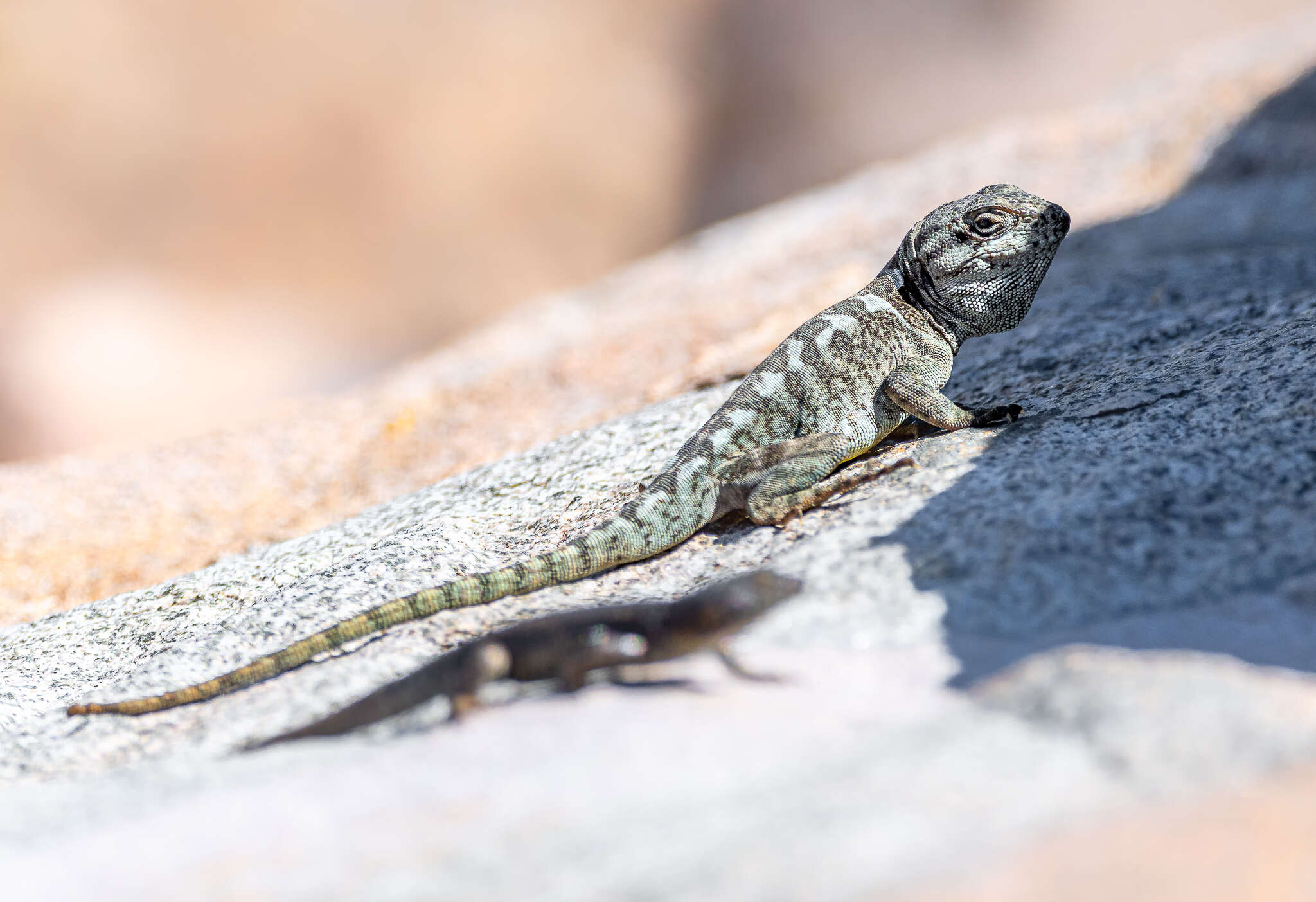 Слика од Pristidactylus valeriae (Donoso-barros 1966)