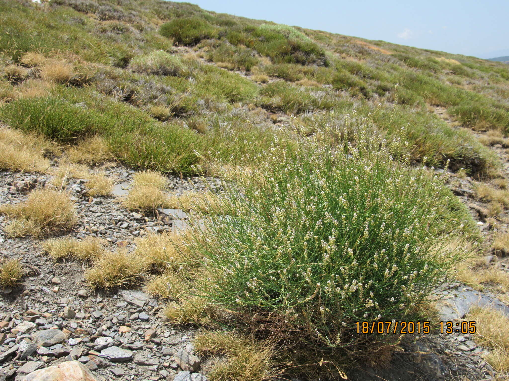 Image of Reseda complicata Bory