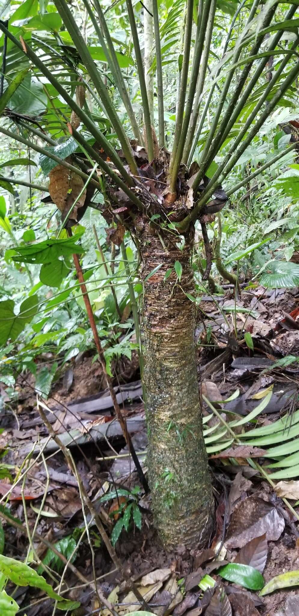 Image of Zamia lindenii Regel ex André