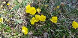 Image of spring cinquefoil