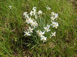 Image of Pheasant's-eye narcissus