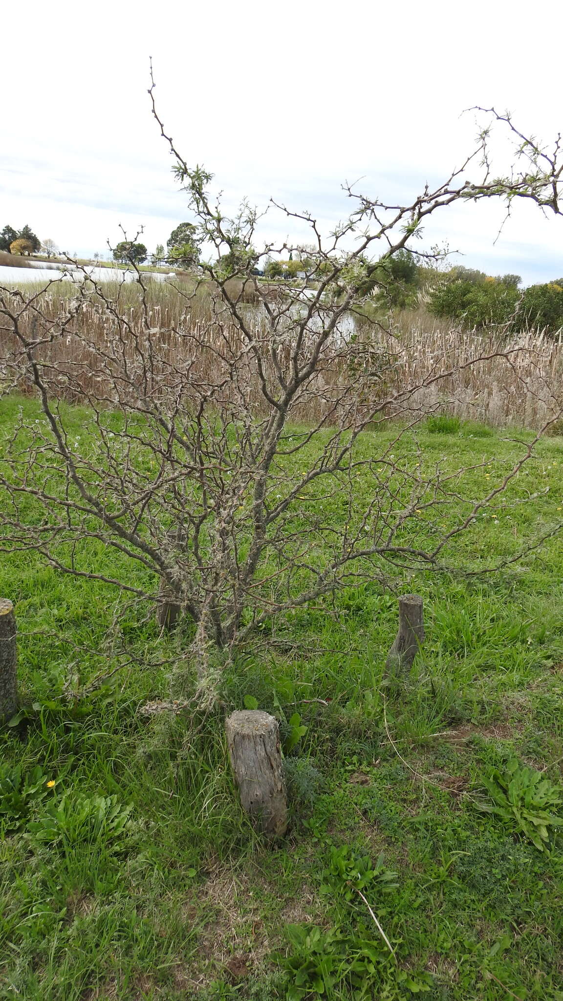 Image of Mesquite