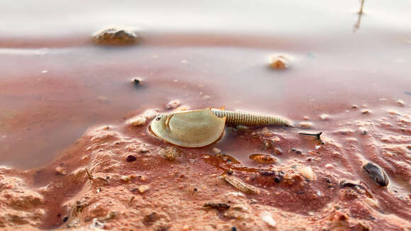 Image de Triops australiensis (Spencer & Hall 1896)