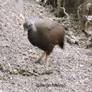 Image of Sula Megapode