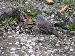 Image of Barbados Bullfinch