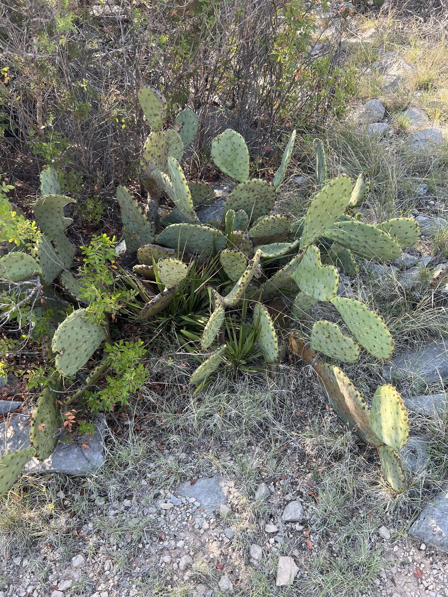 Opuntia pyrocarpa Griffiths resmi