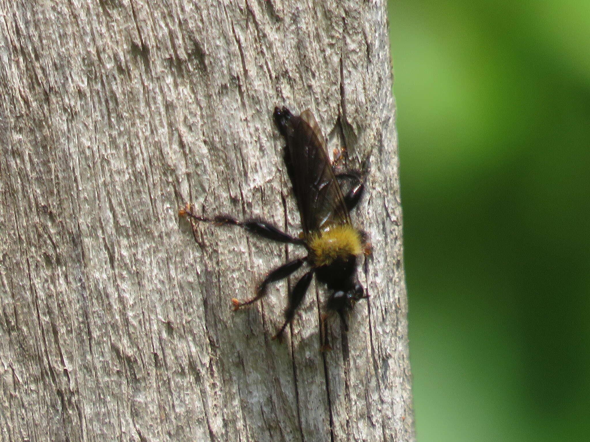 Image of Laphria ephippium (Fabricius 1781)