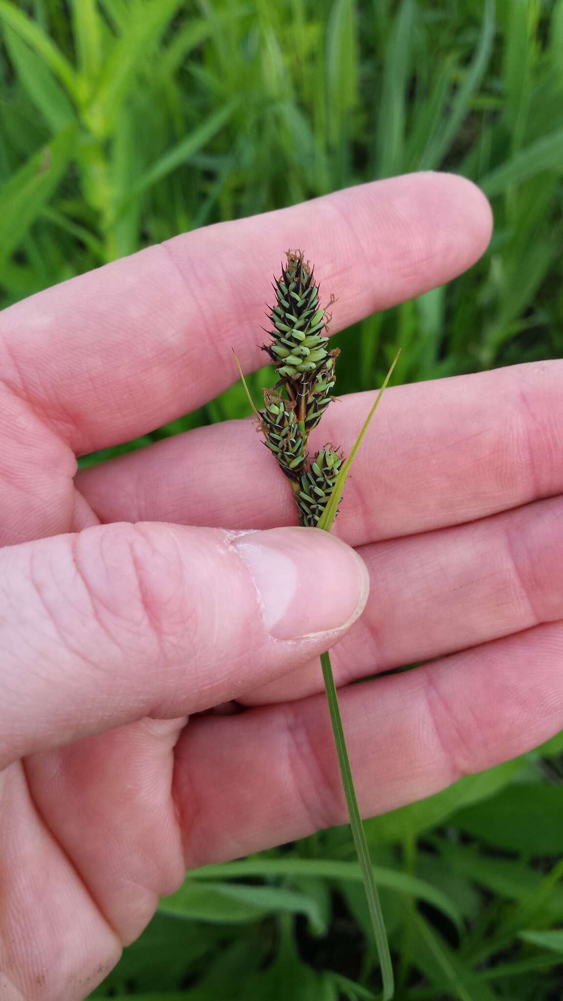 Image of Buxbaum's sedge