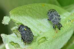 Image of Milkweed Stem Weevil