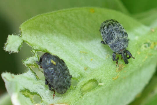 Image of Milkweed Stem Weevil