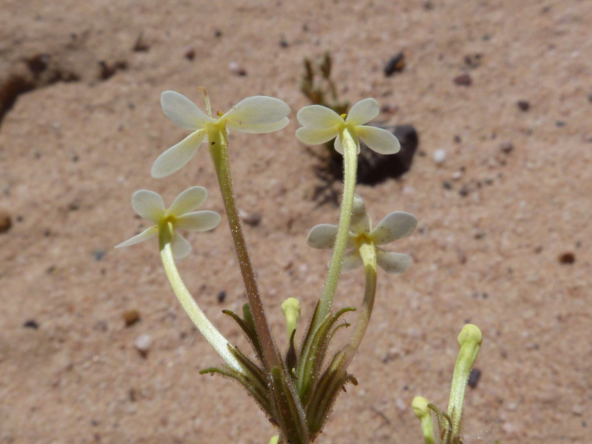 Image of Polycarena batteniana O. M. Hilliard